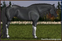 Horse Color:Black Tobiano Rabicano