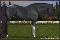 Horse Color:Black Tobiano Rabicano