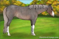 Horse Color:Silver Blue Roan 