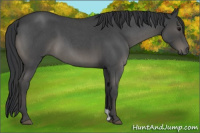 Horse Color:Blue Roan