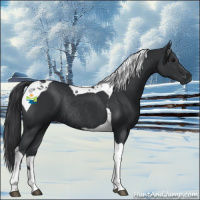 Horse Color:Black Tobiano Rabicano