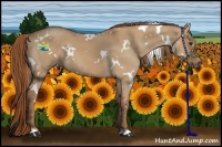 Horse Color:White Spotted Red Dun 