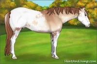 Horse Color:Gold Champagne Onyx Sabino Appaloosa 