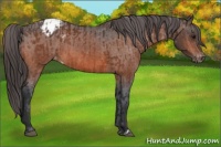 Horse Color:Bay Blanket  and Bay Blanket 