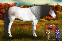 Horse Color:White Spotted Liver Chestnut Sabino