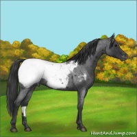 Horse Color:Blue Roan Appaloosa 