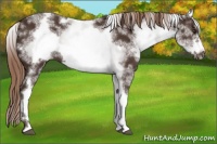 Horse Color:White Spotted Liver Chestnut Frame 