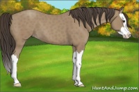 Horse Color:Classic Champagne Splash 