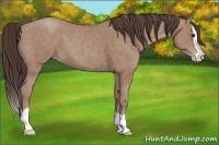 Horse Color:Classic Champagne Splash 