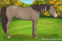 Horse Color:Classic Champagne Splash 