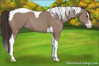 Horse Color:Classic Champagne Splash Tobiano 