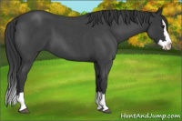 Horse Color:Blue Roan Splash 