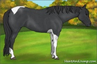 Horse Color:Blue Roan Tobiano