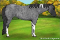 Horse Color:Blue Roan Tobiano