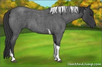 Horse Color:Blue Roan Tobiano 