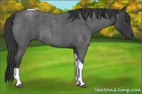 Horse Color:Blue Roan Tobiano