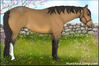Horse Color:Buckskin 