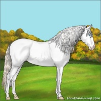 Horse Color:White Spotted Smoky Creme 