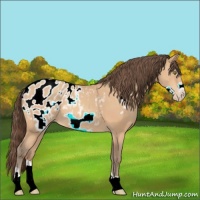 Horse Color:Amber Champagne Frame Appaloosa 