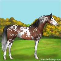 Horse Color:White Spotted Brown Splash Rabicano 