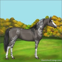 Horse Color:White Spotted Grullo 