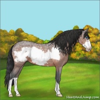 Horse Color:Bay Ice Roan Frame 