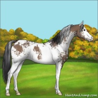 Horse Color:White Spotted Brown Dun 