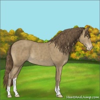 Horse Color:Classic Cream Champagne Appaloosa 