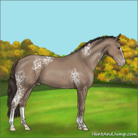 Horse Color:White Spotted Classic Champagne Sabino 
