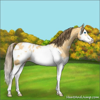 Horse Color:White Spotted Amber Cream Champagne Ice Splash Frame Appaloosa 