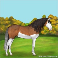 Horse Color:Buckskin Splash 