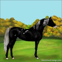 Horse Color:White Spotted Smoky Black Splash Appaloosa 