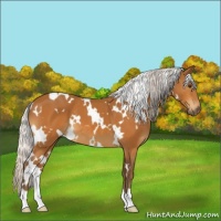 Horse Color:White Spotted Silver Buckskin 