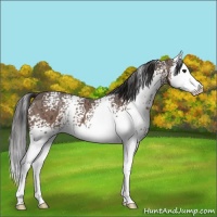 Horse Color:White Spotted Buckskin Ice Splash 