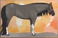 Horse Color:Grullo 