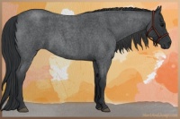 Horse Color:Blue Roan 