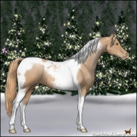 Horse Color:Red Roan Pearl Tobiano 