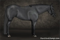Horse Color:Blue Roan 