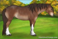 Horse Color:Liver Chestnut Rabicano 