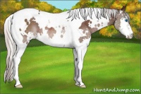 Horse Color:White Spotted Silver Brown Mushroom Splash Tobiano Rabicano