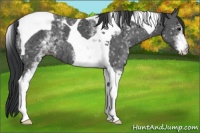 Horse Color:White Spotted Black Ice Tobiano 