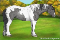 Horse Color:Black Ice Tobiano Rabicano 