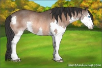 Horse Color:Bay Splash Rabicano 