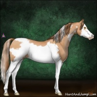 Horse Color:White Spotted Bay Pearl Splash Frame
