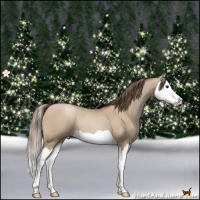 Horse Color:Grullo Pearl Splash 