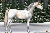 Horse Color:Chestnut Pearl Splash Tobiano 