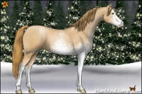Horse Color:White Spotted Chestnut Pearl 