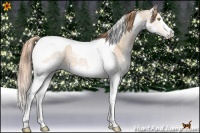 Horse Color:White Spotted Bay Pearl Dun Splash Tobiano Appaloosa 