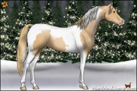 Horse Color:Chestnut Pearl Tobiano