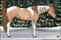 Horse Color:Bay Pearl Tobiano 